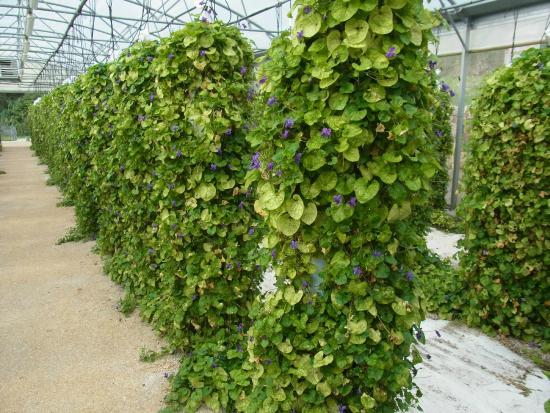 Bastide Aux Violettes