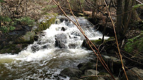 Sentier aux rats musqués