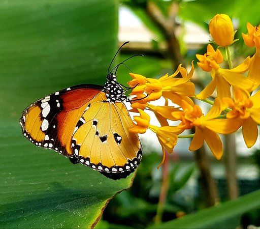 Jardinerie Butterfly Jungles Experience & Plant Centre