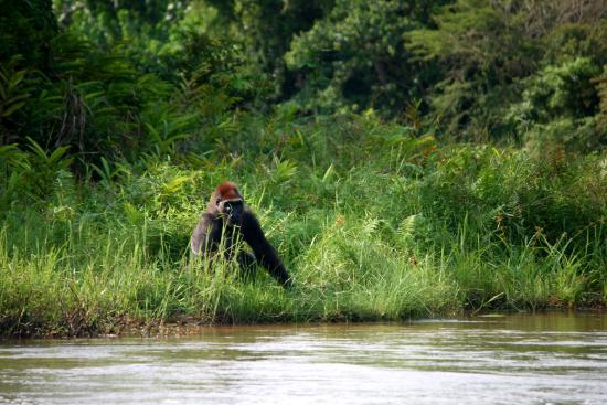 Réserve de Lesio Louna