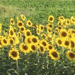 Pasticceria Siciliana Nasisi Riccardo